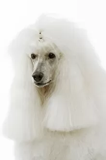 Dog - Poodle (caniche royal)