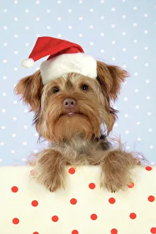 DOG. Poodle X Yorkie ( Yoodle or Yorkie Poo ) DOG. Poodle X Yorkie ( Yoodle or Yorkie Poo )