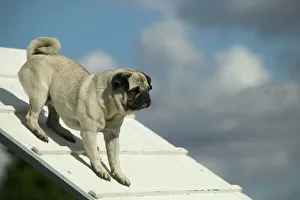Dog - pug on agility course Dog - pug on agility course