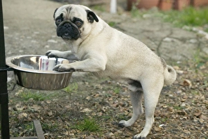 Dog - Pug eating from raised bowl Dog - Pug eating from raised bowl