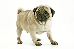 Thoughtful Collection: Dog - Pug Also know as Carlin or Mops