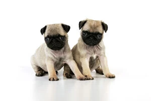 Images Dated 8th September 2009: DOG. Pug puppies ( 6 wks old )