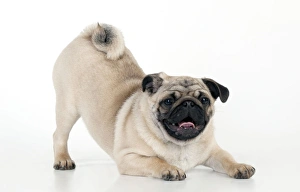 DOG - Pug puppy crouching on front paws DOG - Pug puppy crouching on front paws