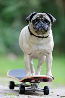 Dog Prints: Ardea Wildlife Print: Pug on Skateboard JD-21880