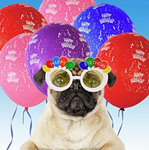 Balloon Gallery: DOG - Pug wearing Happy Birthday glasses with streamers