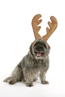 Animals/pets dogs terrier cairn terrier/dog pugairn pug cross cairn terrier wearing Animals/pets dogs terrier cairn terrier/dog pugairn pug cross cairn terrier wearing