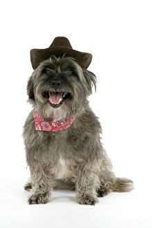 DOG - Pugairn - Pug cross Cairn Terrier wearing a cowboy hat and scarf DOG - Pugairn - Pug cross Cairn Terrier wearing a cowboy hat and scarf