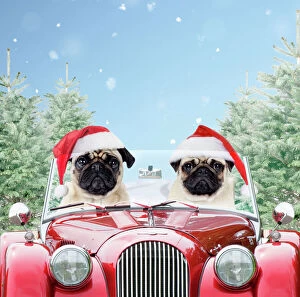 Snowy Gallery: Dog - Pugs wearing Christmas hats