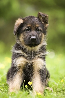 Dog - puppy sitting in garden Dog - puppy sitting in garden