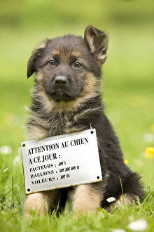 Dog - puppy sitting with sign around neck dog of the day Dog - puppy sitting with sign around neck dog of the day