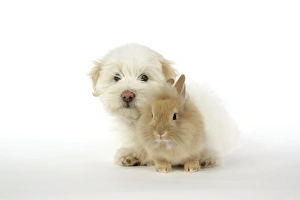 DOG & RABBIT - Coton de Tulear puppy (8 wks old) with a lion head rabbit (6 wks old) DOG & RABBIT - Coton de Tulear puppy (8 wks old) with a lion head rabbit (6 wks old)