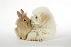 DOG & RABBIT. Coton de Tulear puppy ( 8 wks old ) kissing a lion head rabbit ( 6 wks old ) DOG & RABBIT. Coton de Tulear puppy ( 8 wks old ) kissing a lion head rabbit ( 6 wks old )