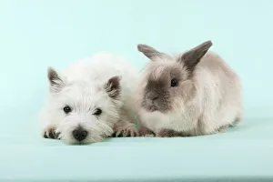 DOG & RABBIT - West Highland White Terrier - laying next to Lionhead Rabbit DOG & RABBIT - West Highland White Terrier - laying next to Lionhead Rabbit