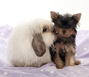 DOG & RABBIT - Yorkshire terrier puppy sitting with mini lop DOG & RABBIT - Yorkshire terrier puppy sitting with mini lop