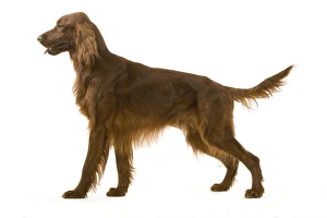 <b class=qtipBold><figcaption>Dog - Red / Irish Setter</figcaption></b><br>LA-2728 Dog - Red / Irish Setter Jean Michel Labat Please note that prints are for personal display purposes only and may not be reproduced in any way.<br><em>© J. M. Labat / ardea.com</em> Dog - Red / Irish Setter