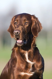 Dog - Red Setter / Irish Setter Dog - Red Setter / Irish Setter