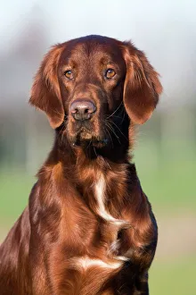 <b class=qtipBold><figcaption>Dog - Red Setter / Irish Setter</figcaption></b><br>LA-4177 Dog - Red Setter / Irish Setter Jean Michel Labat Please note that prints are for personal display purposes only and may not be reproduced in any way.<br><em>© J.M.Labat/ardea.com</em> Dog - Red Setter / Irish Setter