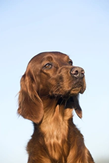 Dog - Red Setter / Irish Setter - head Dog - Red Setter / Irish Setter - head