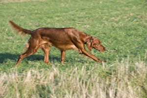 Dog - Red Setter / Irish Setter - running Dog - Red Setter / Irish Setter - running