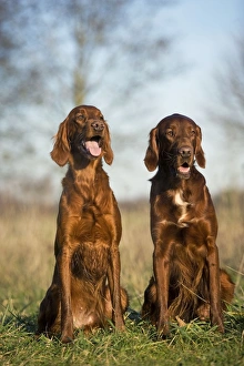 Dog - Red Setter / Irish Setter - two sitting Dog - Red Setter / Irish Setter - two sitting