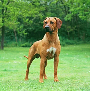 Images Dated 27th August 2009: DOG - Rhodesian Ridgeback