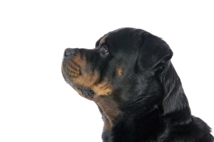 <b class=qtipBold><figcaption>DOG. Rottweiler</figcaption></b><br>JD-19173 DOG. Rottweiler John Daniels Please note that prints are for personal display purposes only and may not be reproduced in any way.<br><em>© John Daniels/ardea.com</em> DOG. Rottweiler