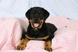 Images Dated 9th November 2010: DOG. Rottweiler puppy with tongue out laying down on blanket