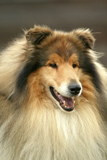 <b class=qtipBold><figcaption>Dog - Rough Collie</figcaption></b><br><em>© J. M. Labat / ardea.com</em> Dog - Rough Collie