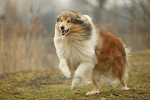 <b class=qtipBold><figcaption>Dog - Rough Collie - running</figcaption></b><br><em>© J. M. Labat / ardea.com</em> Dog - Rough Collie - running