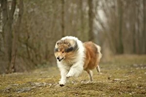 Images Dated 20th February 2004: Dog - Rough Collie - running