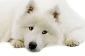 Thoughtful Collection: Dog - Samoyed