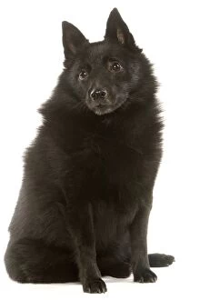 Images Dated 17th January 2007: Dog - Schipperke