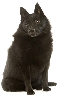 Schipperke (Utility, Dogs Domestic)