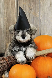 Halloween Collection: DOG. Schnauzer puppy looking over broom wearing witches hat