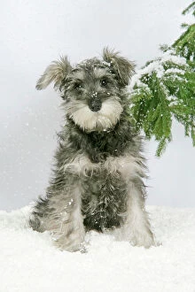 DOG. Schnauzer puppy in snow