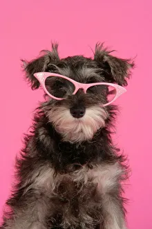 Animals/pets dogs utility schnauzer/dog schnauzer puppy wearing pink glasses Animals/pets dogs utility schnauzer/dog schnauzer puppy wearing pink glasses