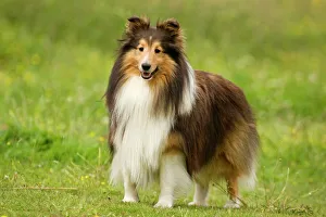 Sheepdog (Pet Shetland 特撮 love)
