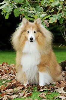 Shetland Sheepdog (Pastoral, Dogs Domestic)