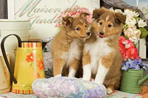 Dog - Shetland Sheepdog puppies Dog - Shetland Sheepdog puppies