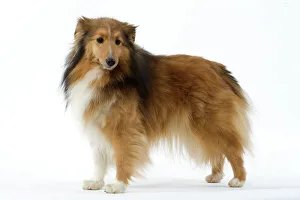Dog - Shetland Sheepdog / Sheltie Dog - Shetland Sheepdog / Sheltie
