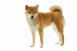 Images Dated 9th April 2006: Dog - Shiba Inu