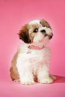 Dog - Shih Tzu - 10 week old puppy with collar Dog - Shih Tzu - 10 week old puppy with collar