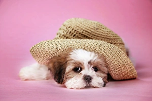 Dog - Shih Tzu - 10 week old puppy under a hat Dog - Shih Tzu - 10 week old puppy under a hat