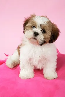 Animals/pets dogs utility shih tzu/dog shih tzu 10 week old puppy pink cushion Animals/pets dogs utility shih tzu/dog shih tzu 10 week old puppy pink cushion