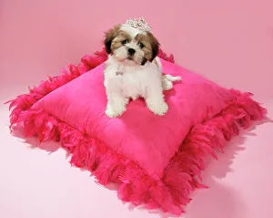 DOG - Shih Tzu - 10 week old puppy wearing tiara on pink cushion DOG - Shih Tzu - 10 week old puppy wearing tiara on pink cushion
