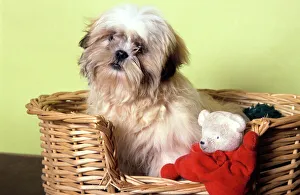 Dog - Shih Tzu in basket with toy Dog - Shih Tzu in basket with toy