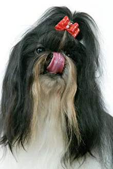 Dog - Shih-tzu / Chrysanthemum Dog - licking nose Dog - Shih-tzu / Chrysanthemum Dog - licking nose