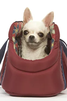 Dog - short-haired chihuahua in dog carrier Dog - short-haired chihuahua in dog carrier