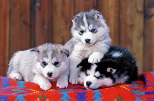 Images Dated 6th February 2014: Dog - Siberian Husky three puppies lying on blanket
