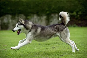 DOG - Siberian Husky - running through garden DOG - Siberian Husky - running through garden